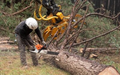 Effektiv Nedskæring af Træer og Grene med en Kædesav for Gartnere